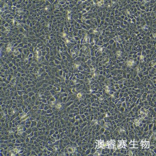 CAL 27（人舌鳞癌细胞）