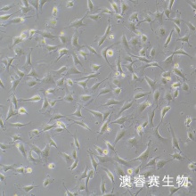 EA.hy926（人脐静脉细胞融合细胞）