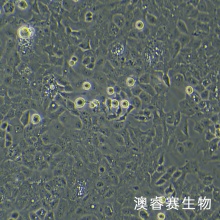 Ishikawa（人子宫内膜癌细胞）