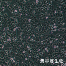 NCI-H460 [H460]（人大细胞肺癌细胞）