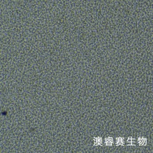 M-NFS-60 [NFS-60]（小鼠髓性白血病淋巴细胞/小鼠白血病G-CSF依赖性细胞）