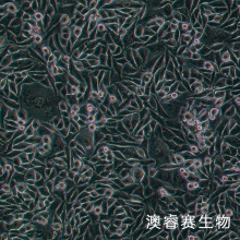 PC-3M（人前列腺癌细胞）