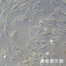 A7r5（大鼠胸大动脉平滑肌细胞）