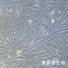 A7r5（大鼠胸大动脉平滑肌细胞）