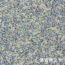 B16-F1（小鼠黑色素瘤细胞）