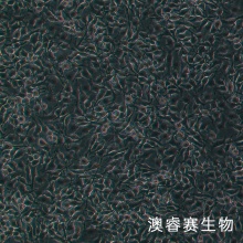 B16-F10（小鼠皮肤黑色素瘤细胞）