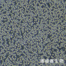 H22（小鼠肝癌细胞）