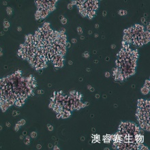 HuT 78（人T淋巴细胞白血病细胞）