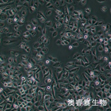 NCI-H838（人非小细胞肺癌细胞）