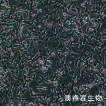 SK-N-BE2（人神经母细胞瘤细胞）