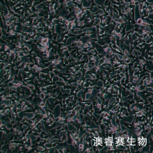 SK-N-BE2（人神经母细胞瘤细胞）