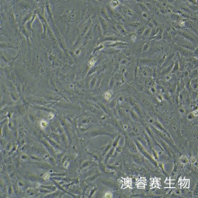 SW 1353（人软骨肉瘤细胞）