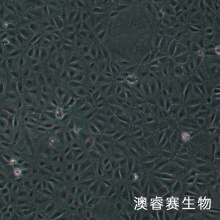 SW 1990（人胰腺癌细胞）