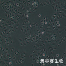 SW 1990（人胰腺癌细胞）