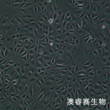 SW 1990（人胰腺癌细胞）