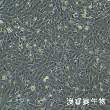UMR-106（大鼠骨肉瘤细胞）