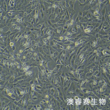 UMR-106（大鼠骨肉瘤细胞）