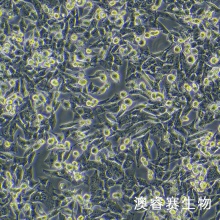 UM-UC-3（人膀胱移行细胞癌）