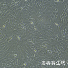 WPMY-1（人正常前列腺基质永生化细胞）