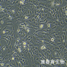 WPMY-1（人正常前列腺基质永生化细胞）