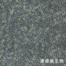 PC-12高分化（大鼠肾上腺嗜铬细胞瘤细胞（高分化））