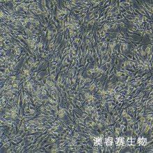 PC-12高分化（大鼠肾上腺嗜铬细胞瘤细胞（高分化））