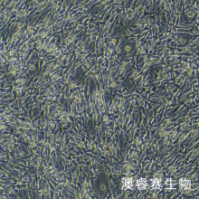 PC-12高分化（大鼠肾上腺嗜铬细胞瘤细胞（高分化））