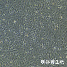 Mv.1.Lu [NBL-7; Mv1Lu]（貂肺上皮细胞）