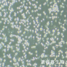 H9（人T淋巴细胞系）