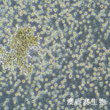 H9（人T淋巴细胞系）