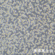 H9（人T淋巴细胞系）