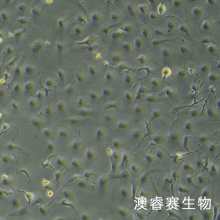 LX-2（人肝星形细胞）