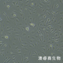 LX-2（人肝星形细胞）