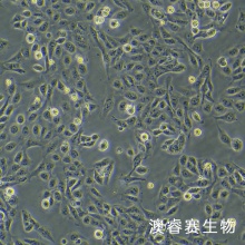 GES-1（人胃粘膜细胞）