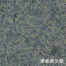 MLO-Y4 [MLOY4]（小鼠骨样细胞）