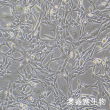 Renca [RenCa]（小鼠肾癌细胞）