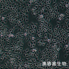 EMT6（小鼠乳腺癌细胞）