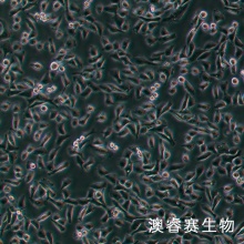 EMT6（小鼠乳腺癌细胞）