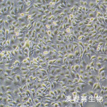 B16-F0（小鼠黑色素瘤细胞）