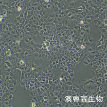 AML-12（小鼠正常肝细胞）