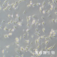 Duckembryo（鸭子胚胎成纤维细胞）