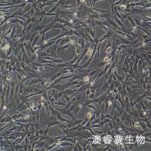 Duckembryo（鸭子胚胎成纤维细胞）