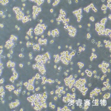 NCI-H716（人结直肠腺癌细胞）