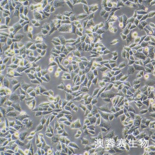 A2780（人卵巢癌细胞）