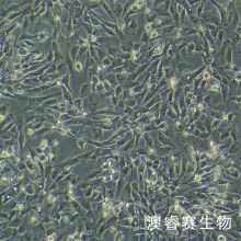 HDF-n（人真皮成纤维母细胞-新生儿）