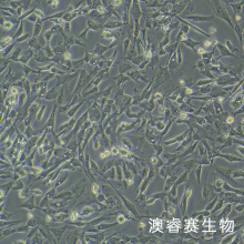 HDF-n（人真皮成纤维母细胞-新生儿）