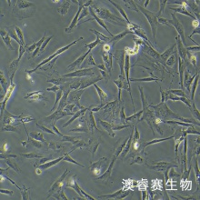 HSF（人皮肤成纤维细胞）