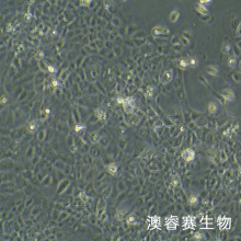 RWPE-1（人正常前列腺上皮细胞）