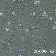 SCC-9（人类鳞状上皮舌癌细胞）