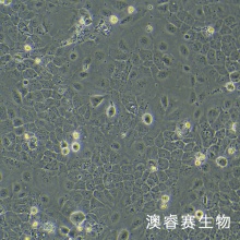 SCC-9（人类鳞状上皮舌癌细胞）